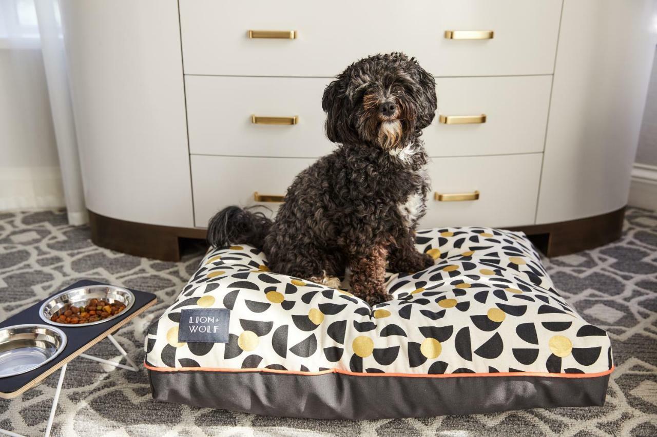 The Whitney Hotel Бостън Екстериор снимка A dog on a dog bed